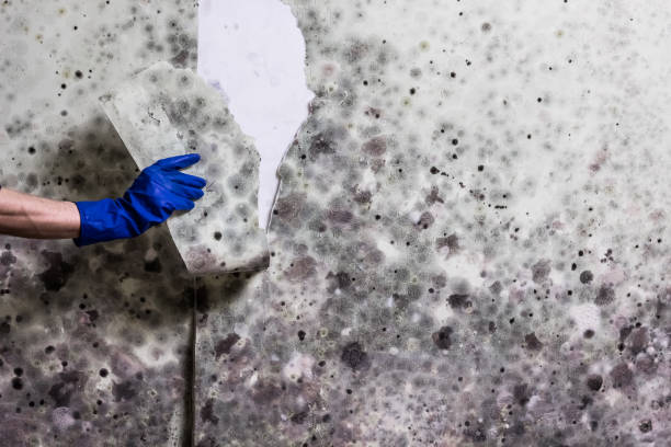 Best White Mold Remediation in Windom, MN