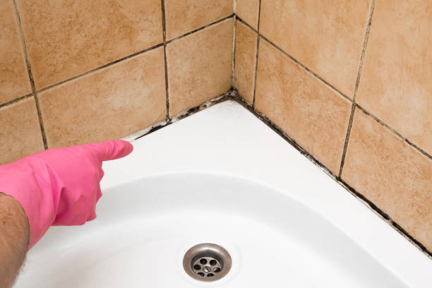 Best Black Mold Remediation in Windom, MN